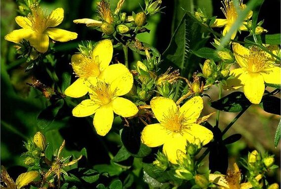 St. John's wort - a medicinal plant that helps in the fight against prostatitis